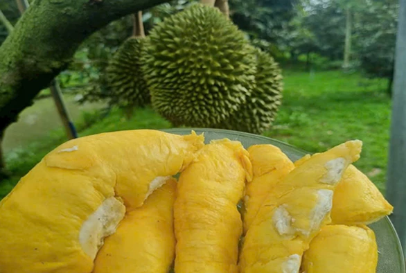 Nguyên liệu tươi từ vườn Nguyên liệu tươi từ vườn