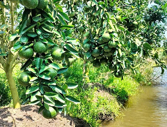 Nguyên liệu đáng tin cậy Nguyên liệu đáng tin cậy